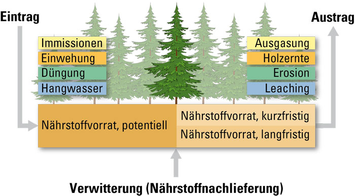 Faktoren einer Nährstoffbilanz für einen Waldstandort