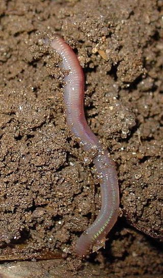Regenwurm © Wikipedia/commons/ Luis Miguel Bugallo Sánchez