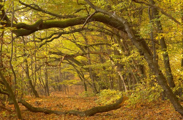 Herbststimmung im Hochsommer_Trockenstress bei Bäumen